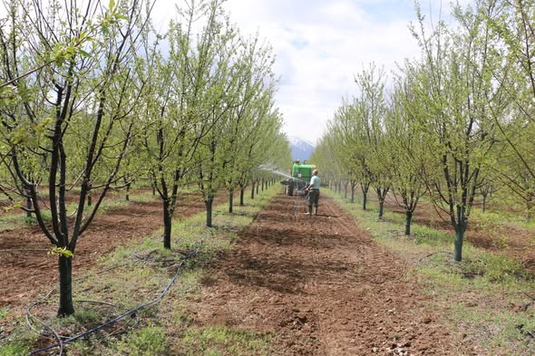 Erzincan’da yağış sonrası meyve üreticilere uyarı