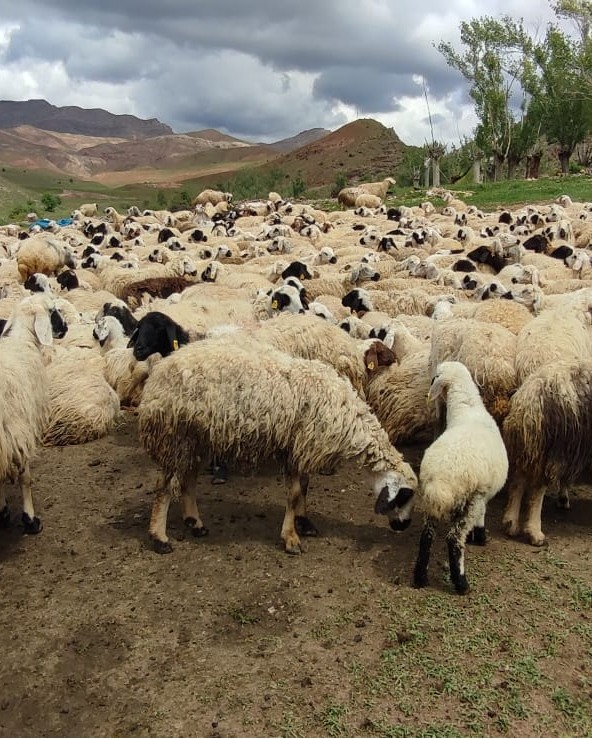 Boğaziçi Köyü’nde Küçükbaş Hayvanlar İçin Sahaya İnildi