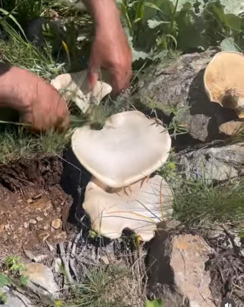 Erzincan’ın Dağlarında Çaşır Mantarı Bereketi