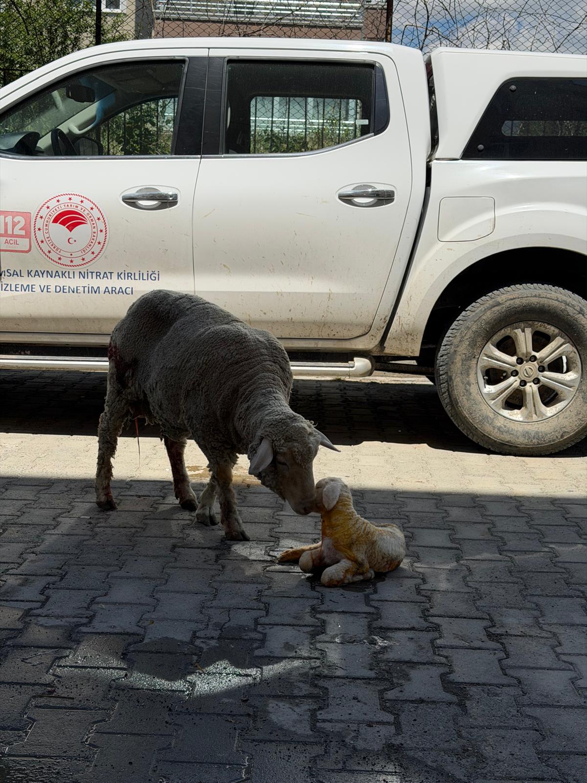 Koyununu Arabaya Koyup İl Müdürlüğüne Koştu
