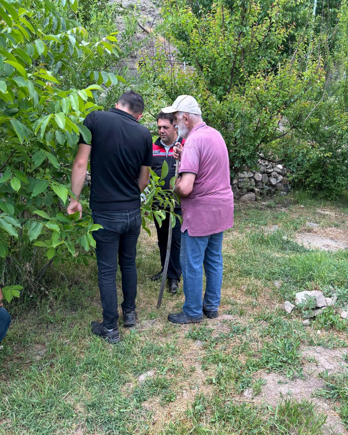 Kemah’ta Meyve Bahçelerinde Hastalık ve Zararlılara Karşı Bilgilendirme Seferberliği
