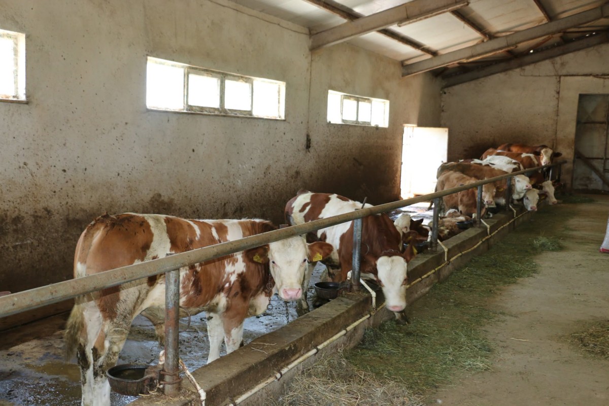 Erzincan'da Modern Hayvancılığa Yerinde Destek