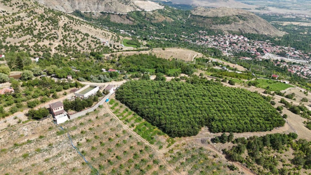 Erzincan'da  Bin 650 Rakımda Kiraz Mesaisi