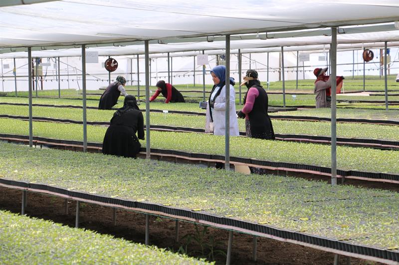 Erzincan'da Seracılara Hibe  Desteği İçin Başvuru Süresi Uzatıldı