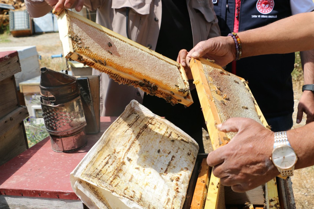 Erzincan’da Bal Hasadı Başladı