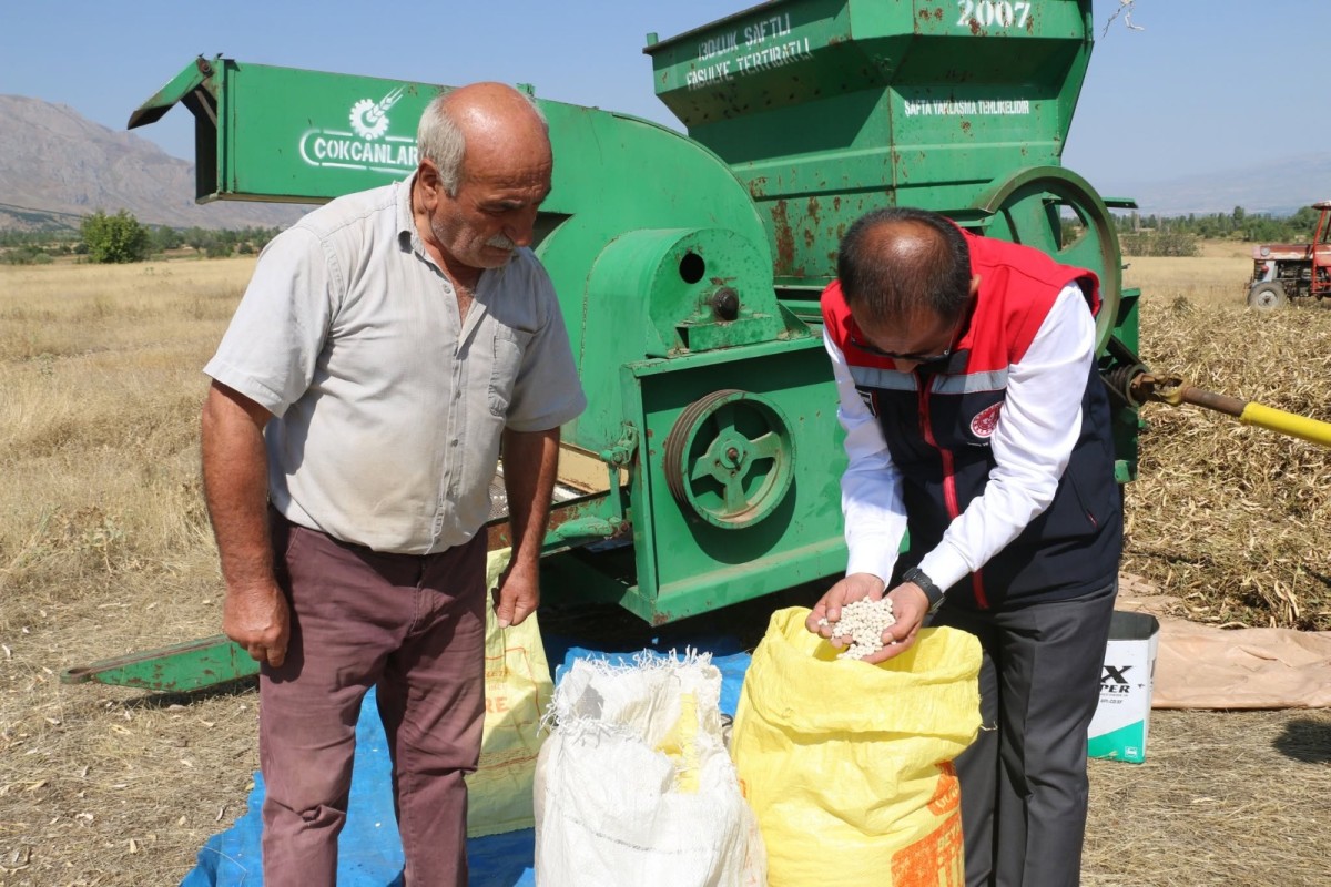 Erzincan’da Kuru Fasulye Hasadı Başladı! Tarlada Bereket Sevinci