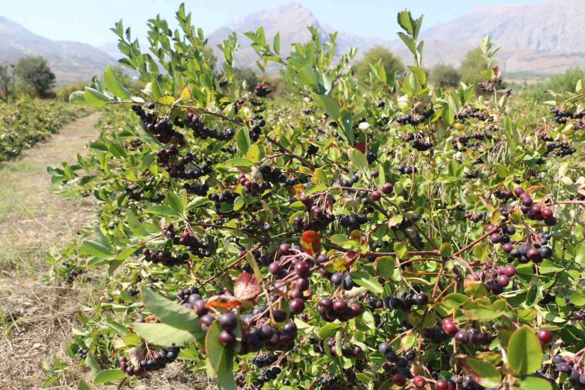Erzincan’da Aronya Hasadı İçin Geri Sayım Başladı