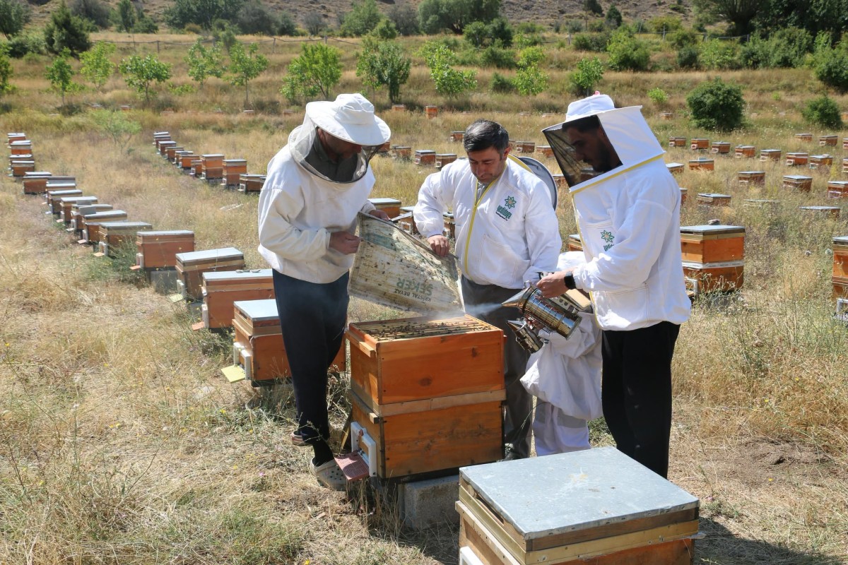 Erzincan’da 110 Bin Kovanla Bal Bereketi