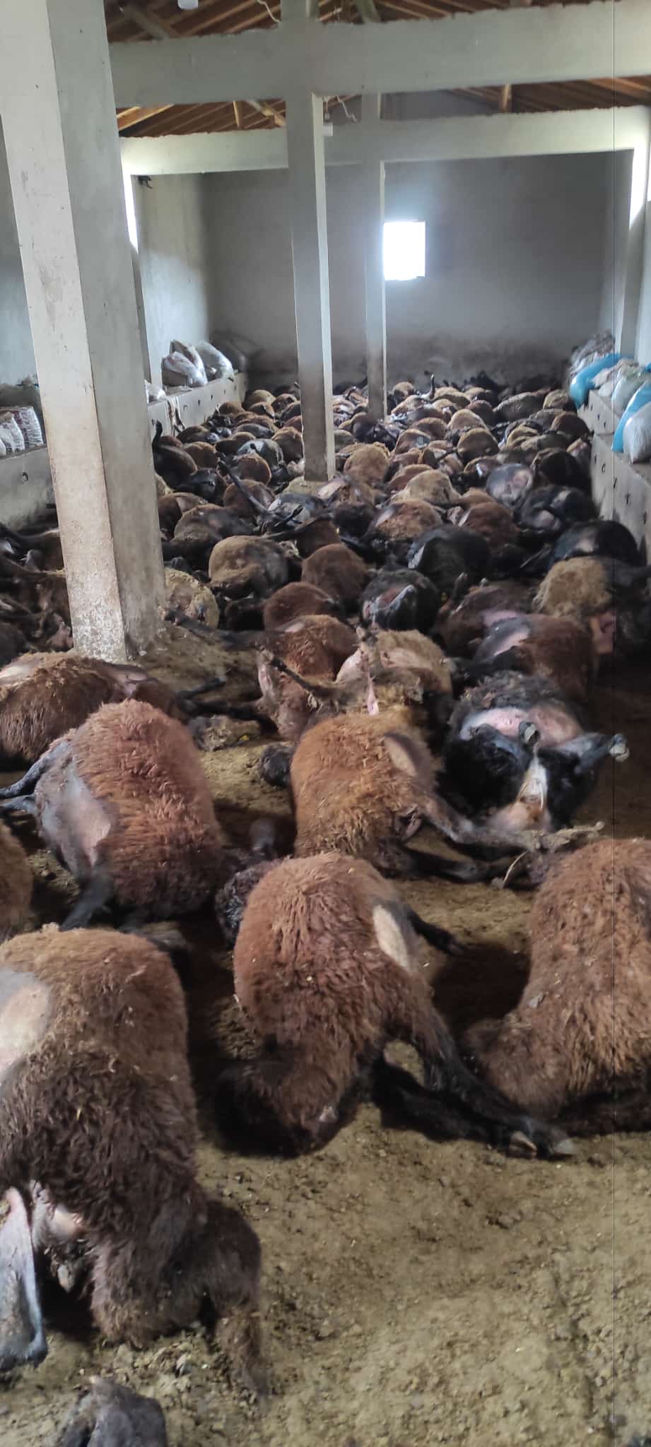 Ahıra Giren Ayı 150 Koyunu Telef Etti