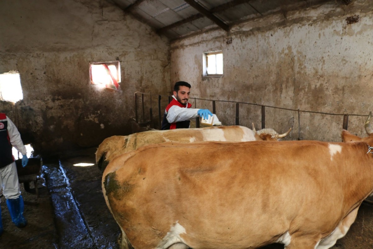 Hayvanlar Tek Tek İlaçlanıyor
