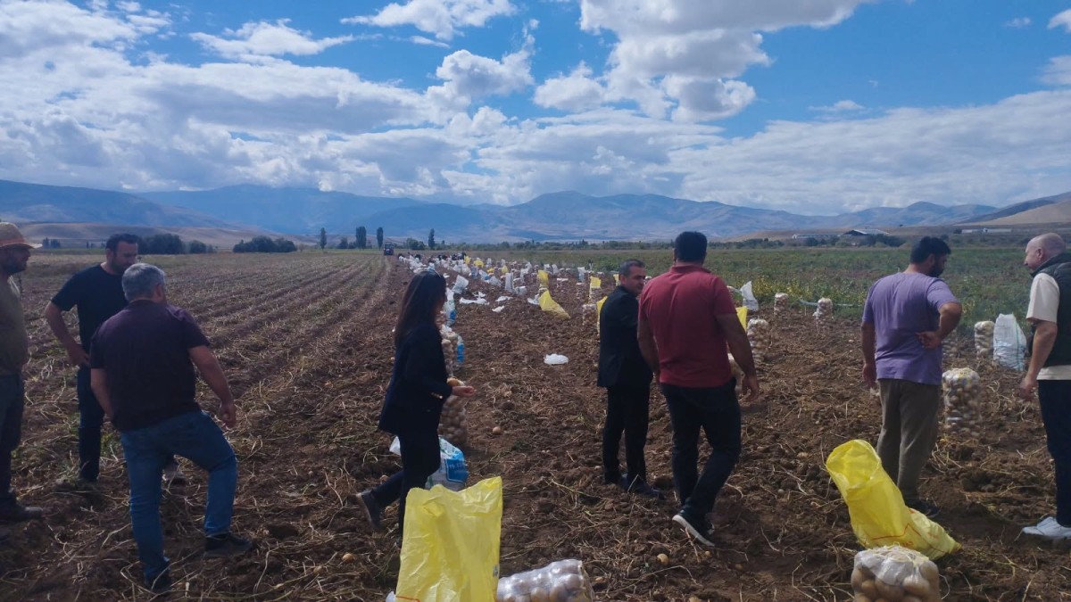 Tercan’da Kışlık Patates Hasadı Başladı