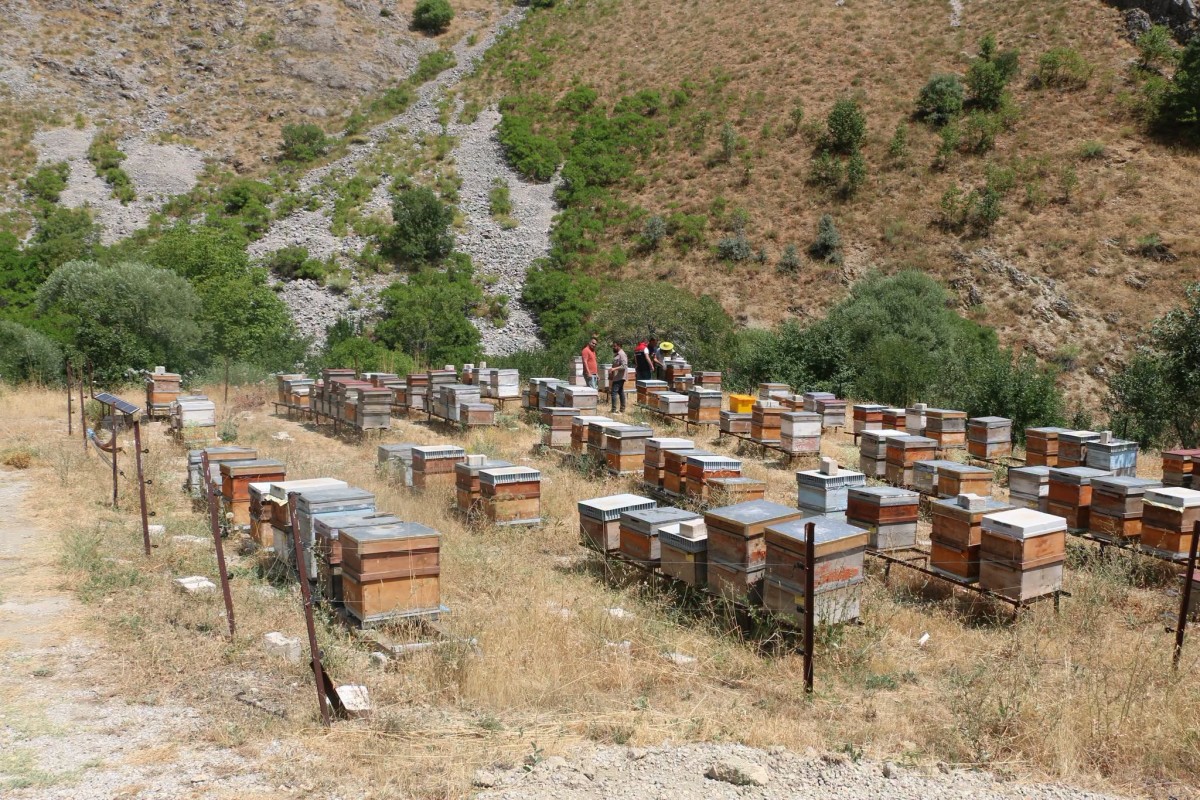 Arıcılık Desteklerinde Başvuru Süresi Uzatıldı