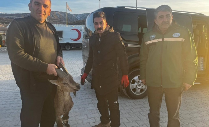 Yaralı Dağ Keçisi DKMP Ekiplerine Teslim Edildi