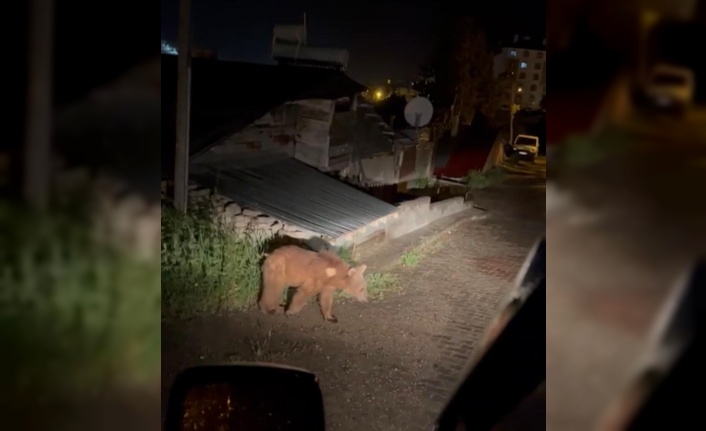 Aç kalan ayı ilçe merkezine indi