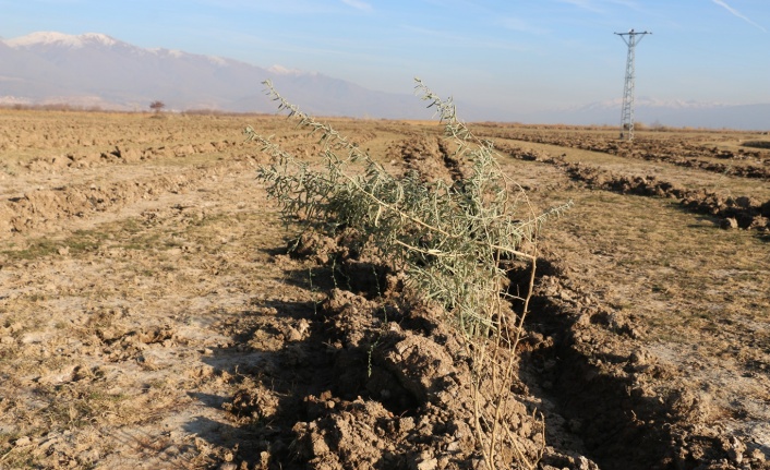 Erzincan’da 111 bin tuz çalısı toprakla buluşturuldu
