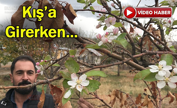 Erzincan’da Elma ağaçları Kasım ayında çiçek açtı