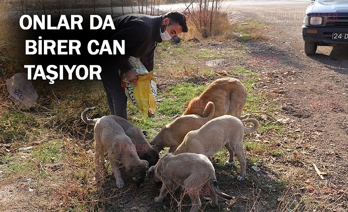 Erzincan Belediyesi Sokak Hayvanlarını Unutmadı