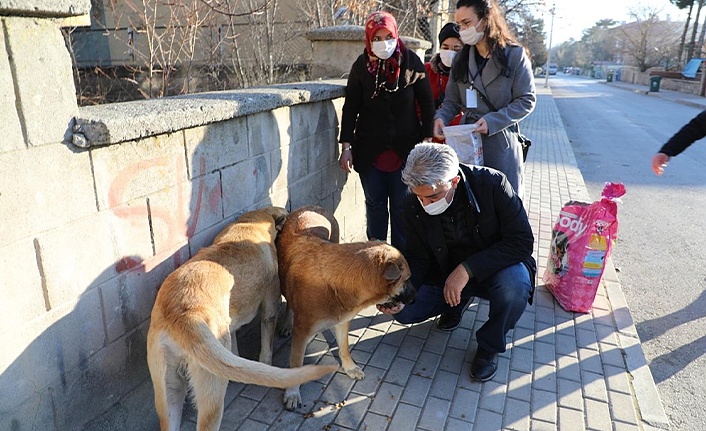 Erzincan Valisi, kısıtlamada aç kalan hayvanları elleriyle besledi