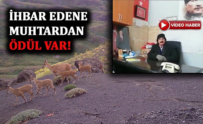 Kaçak Avcıları Yakalatana Ödül Verecek