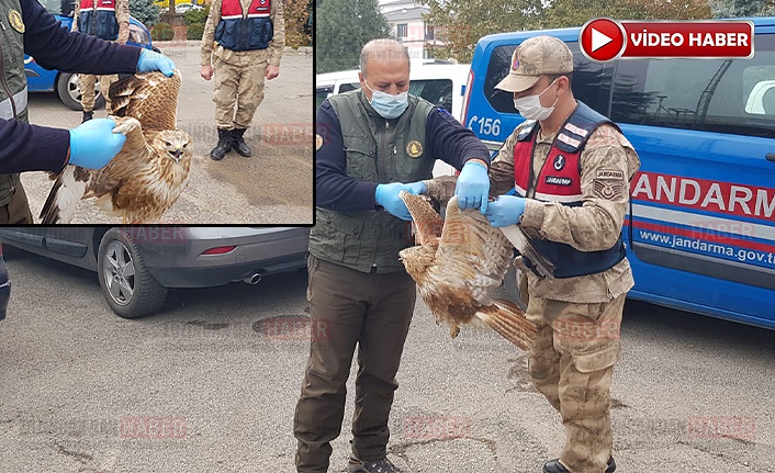 Yaralı Kızıl Şahine Jandarma Şefkati