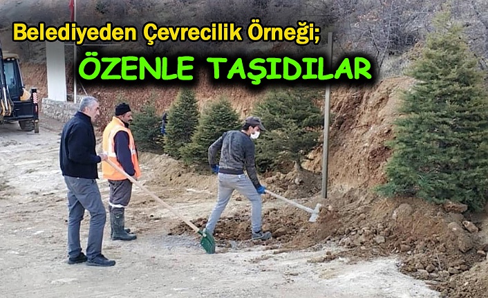 Kemaliye Belediyesinden Örnek Ağaç Duyarlılığı