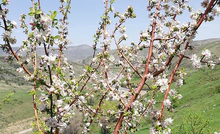 Dikkat! Zirai Don Uyarısı