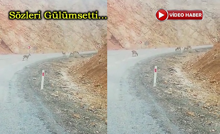 Yola inen yavru dağ keçilerini görüntüledi