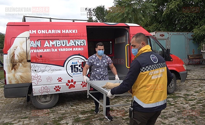 Erzincan’da hayvan ambulansı hizmete başladı