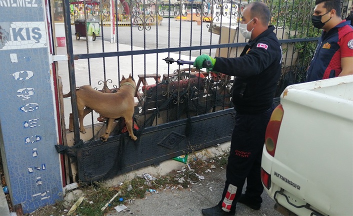 Kapıya sıkışan köpeği itfaiye kurtardı