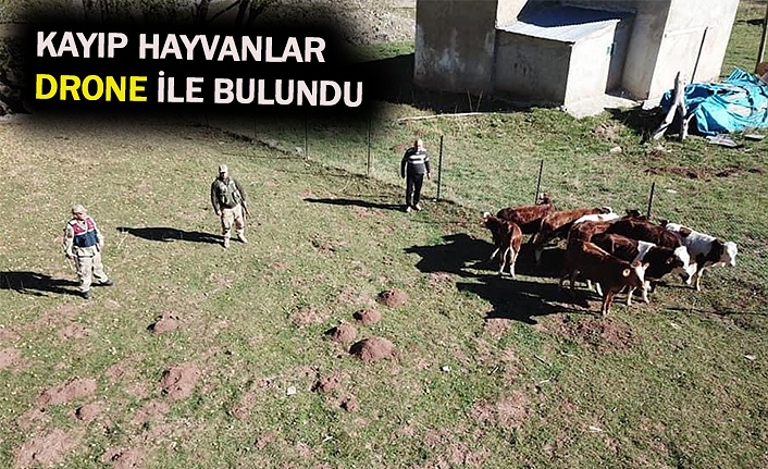 Kaybolan büyükbaş hayvanları jandarma buldu