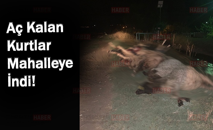 Kurtlar mahalleye indi, yaklaşık 20 koyunu telef etti