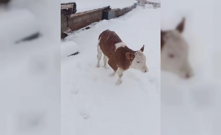 Karla tanışan buzağının sevinci gülümsetti