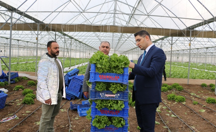 Erzincan’da seralarda zemheri ayında hasat sürüyor