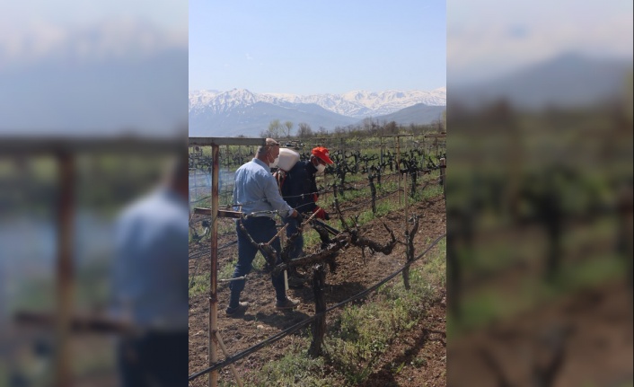 Çiftçiye uyarı: Bordo bulamacı uygulama zamanını kaçırmayalım