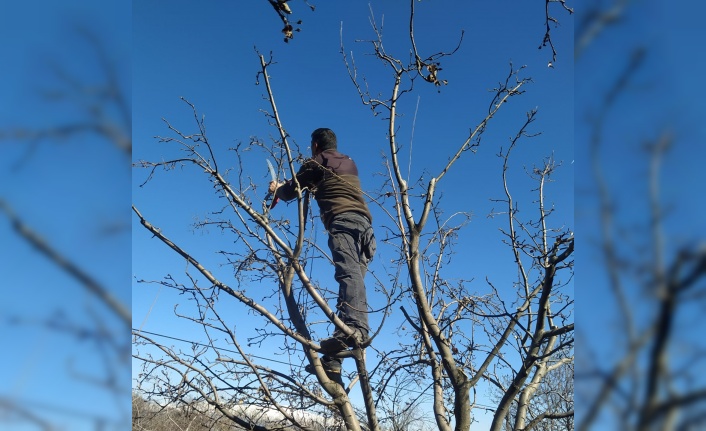 Meyve ağaçlarında budama işlemi