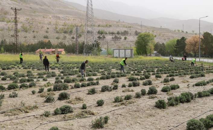 Lavanta bitkisi Erzincan’da  bir sektör haline gelecek