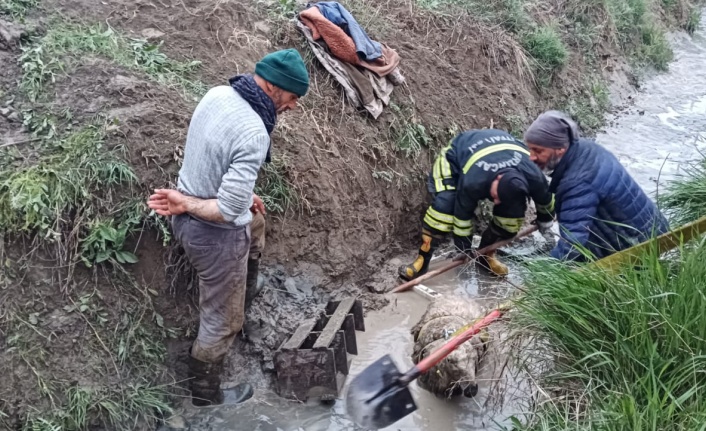 Sulama kanalına düşen koyun kurtarıldı