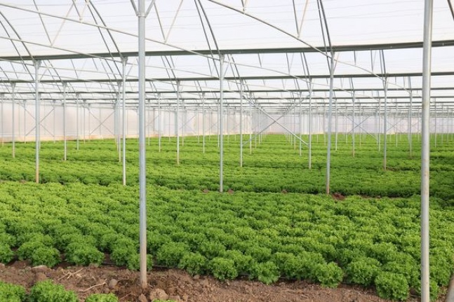 Erzincan'da marul, maydanoz, roka gibi ürünler seraları doldurdu