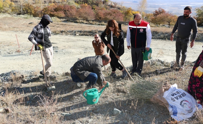 Erzincan’da  83 bin 250 adet tuz çalısı toprakla buluşturuluyor
