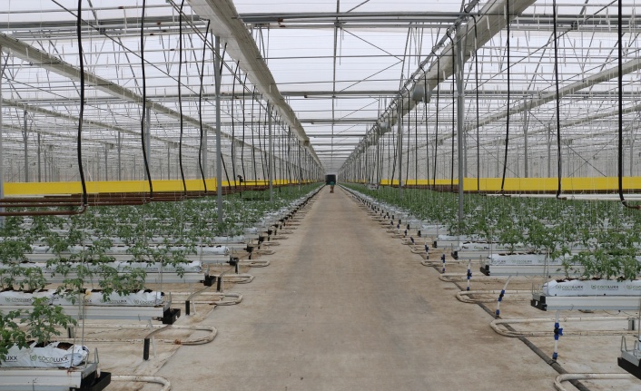 Jeotermal serada ilk dönemde 700 ton domates hasadı yapıldı
