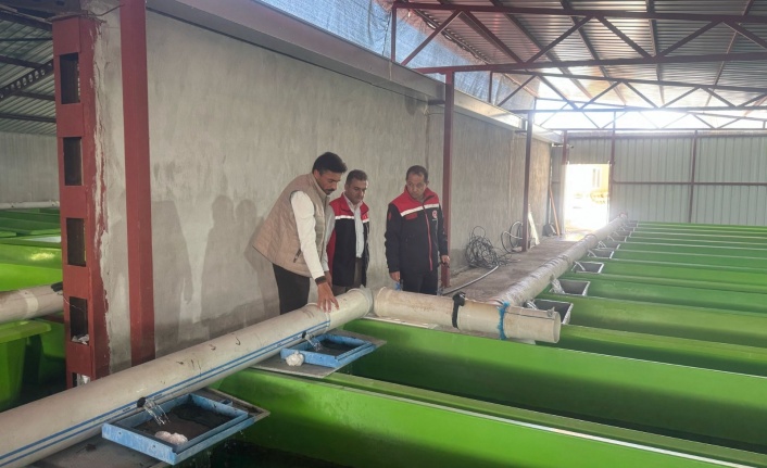 Yılda 15 milyon yavru alabalık üretimi gerçekleştiriliyor.