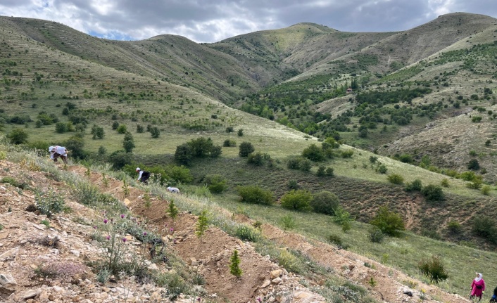 Erzincan dağlarında fidanlar yetişiyor