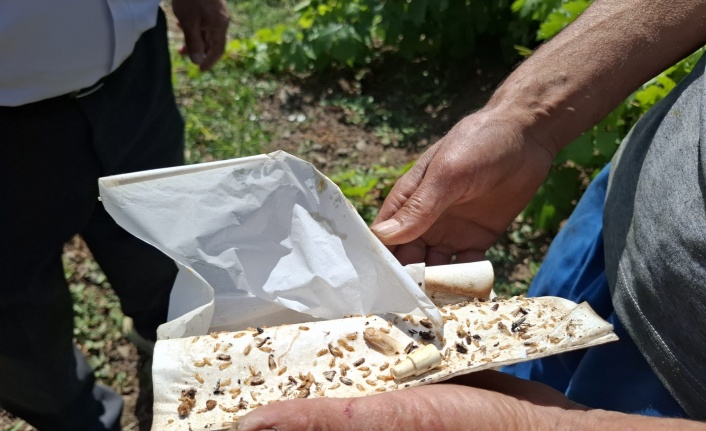 Erzincan’da  Bağlarda Hastalık ve Zararlılara Karşı Sıkı Denetim