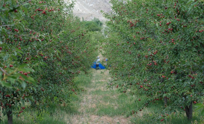 Erzincan’da hasadı başladı