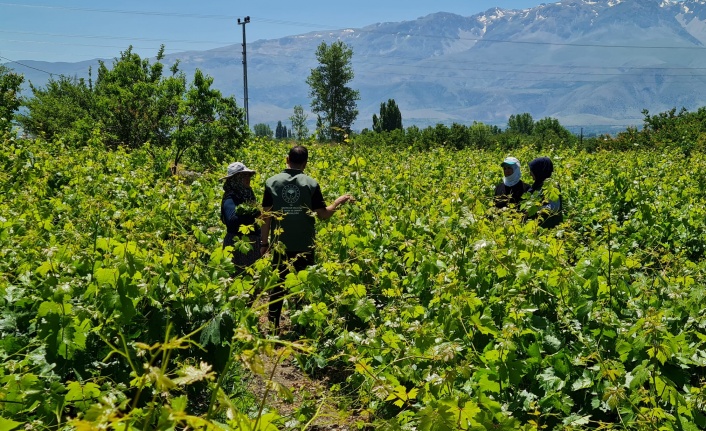 Üzümlü’de Üretime Sahadan Destek