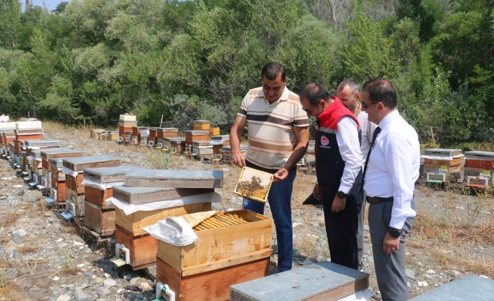 Erzincan’da ilk hasat