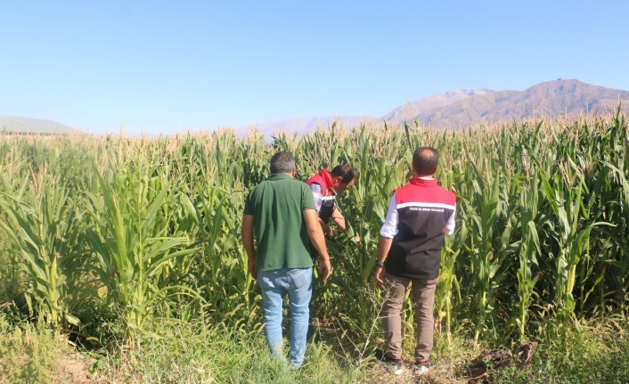 Erzincan’da Silajlık Mısırla Hayvancılığa Destek