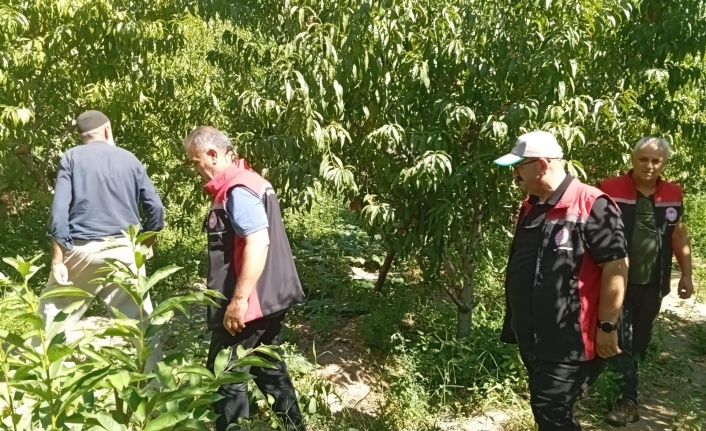 Üzümlü’de Meyve Bahçelerine Yakın Takip