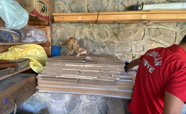 Yavru Kedi Sıkıştığı Yerden  Kurtarıldı