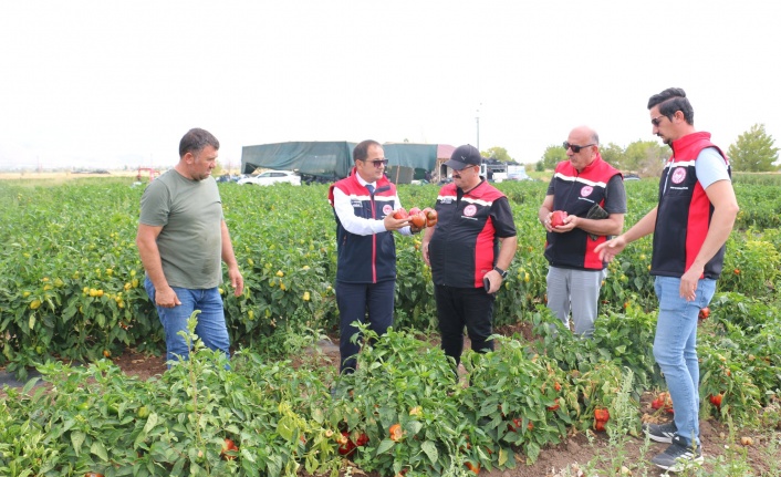 Erzincan’da  Üç Yeni Çeşitle Büyük Başarı